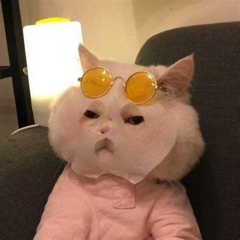 anh meme meo bua sieu hai huoc  nhat canh quat