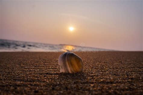 KOLLAM BEACH stock image. Image of beach, seashell, sand - 110186089