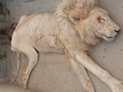 Netizens furious after visuals emerge of animals starving to death in ...