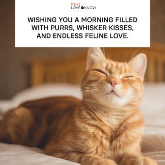 17 Good Morning Cat Memes That Are Better Than Coffee | LoveToKnow Pets