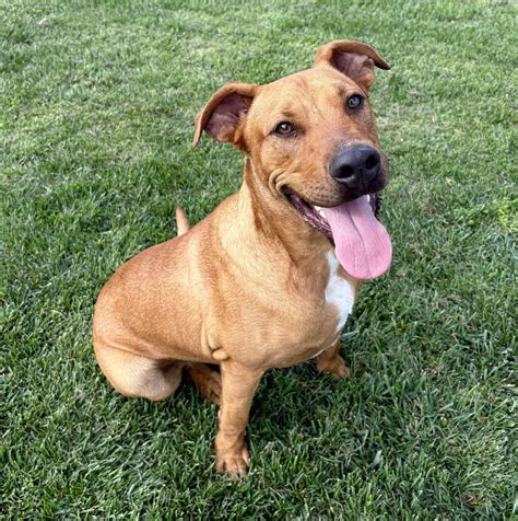 Austin – Pets and Pals Animal Shelter