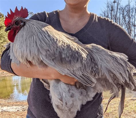 20 Amazing Giant Chicken Breeds | Chicken Fans | Giant chicken, Giant ...