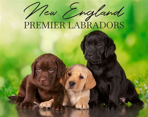 english labrador retriever breeders