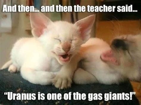 funny cat captions ideas crazy cats funny cats funny animals