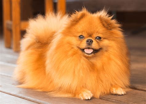 25+ Pomeranian Colors, Patterns & Coats - Marvelous Dogs