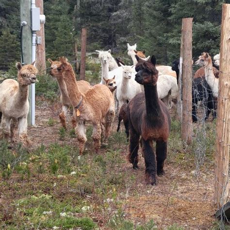 Le Ranch, 3e partie - Francrochet, Le Collectif