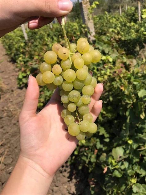 Продавам грозде за вино/ракия | Селскостопански продукти | Равда ...
