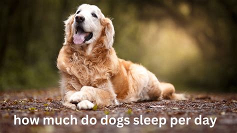 How Much Do Dogs Sleep Per Day? - Time For Relax