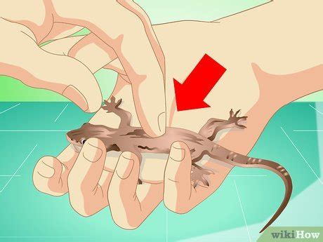 Pode Pegar Lagartixa Na Mão - Como Capturar e Criar uma Lagartixa como Animal de Estimação