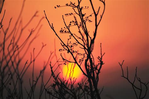 landscape trees sun silhouette wallpaper - Coolwallpapers.me!