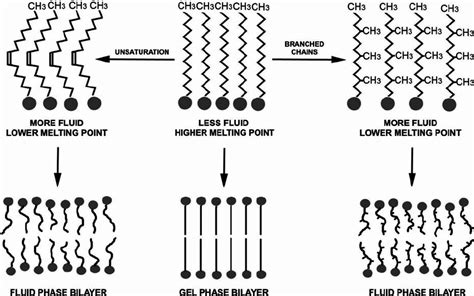 Effect of unsaturation and branched chains on lipid fluidity. The top ...