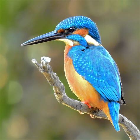 kingfisher common kingfisher wikipedia common kingfisher
