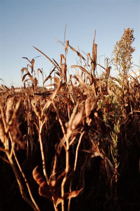 АЗБУКА КАМИНО_часть пятая_(продолжение) — спонтанный психогеограф