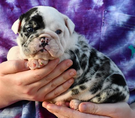 Blue English Bulldog Puppies