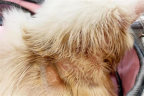 Common Skin Problems On Cats at Sonya Renda blog