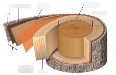 Structure of a Woody Stem Diagram | Quizlet