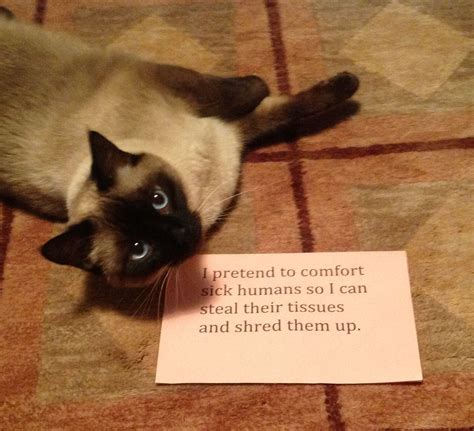 Cat shame. I actually am a cat lover, and it is my experience that… | Cat shaming, Dog shaming ...