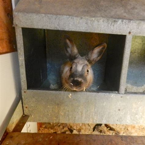 dual purpose nesting box hencam