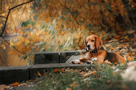 Beagle on an autumn day | Beagle, Dogs and puppies, Doggy
