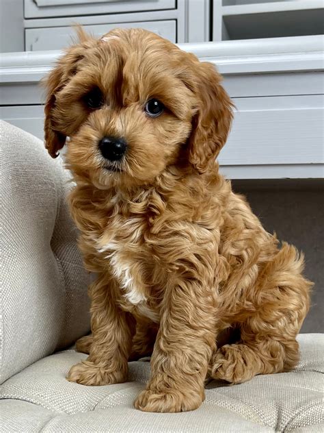 Bailey Cavapoo Puppy 💙 SOLD – Precious Pups USA
