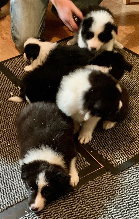 Introduction to a new story - A new Border Collie