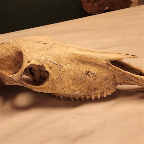 horse skull etsy