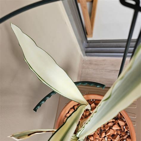 Sansevieria beauty queen (Dracenea guineenses), Furniture & Home Living ...