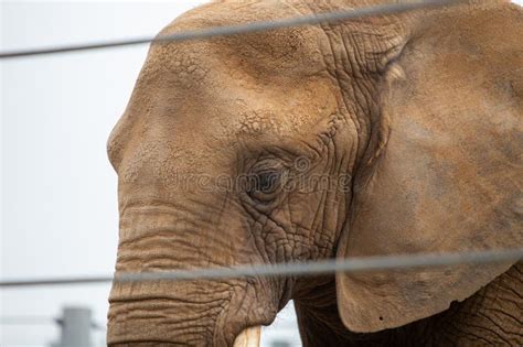 Elephant in Cage stock image. Image of trunk, captive - 270825209