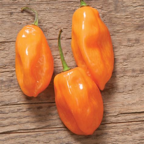 habanero organic hot pepper seed johnnys selected seeds