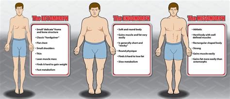 bodybuilding     body types determine  body type