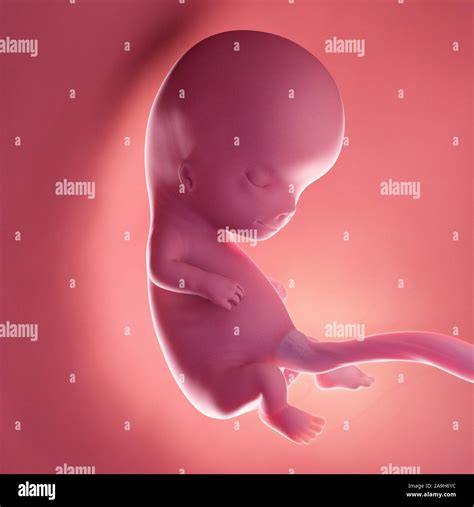 Fetus at week 10, illustration Stock Photo - Alamy