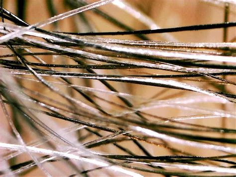 hair microscope microscopic  photo  pixabay pixabay