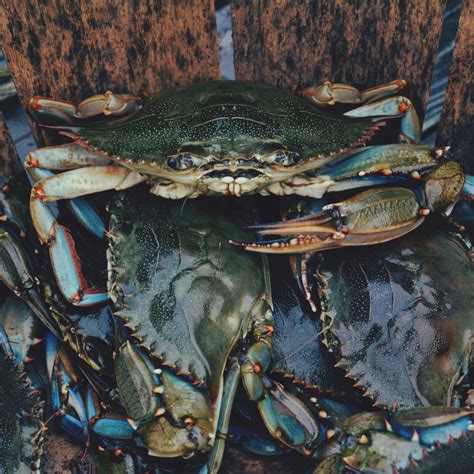 images seafood fresh aquatic fish gourmet shellfish fauna