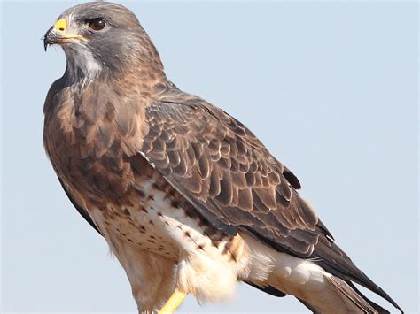 birds  prey activities  materials
