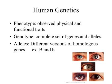 PPT - Human Genetics PowerPoint Presentation, free download - ID:473522