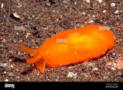 orange sea slug