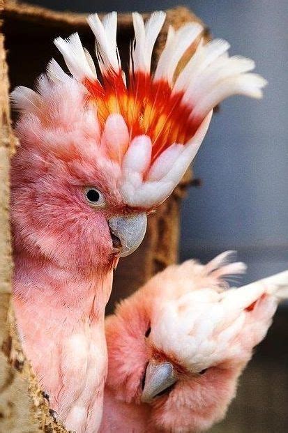 Какаду-инка | Pet birds, Beautiful birds, Pretty birds