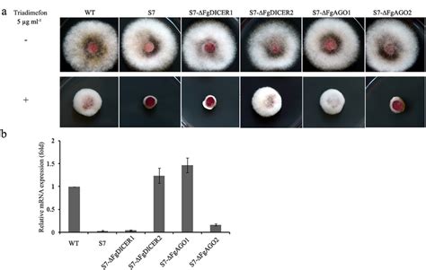 The role of argonautes and dicers in hpRNA-induced gene silencing in F.... | Download Scientific ...