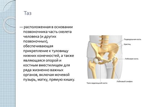 Анатомия человека - презентация онлайн