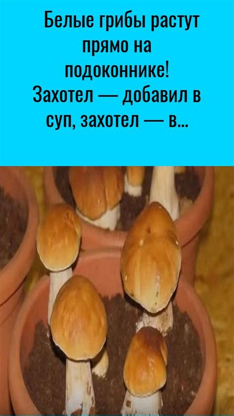 Белые грибы растут прямо на подоконнике! Захотел — добавил в суп ...