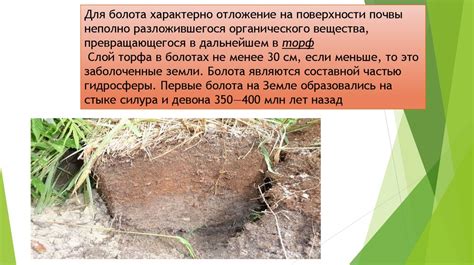 Болото. Типы болот - презентация онлайн
