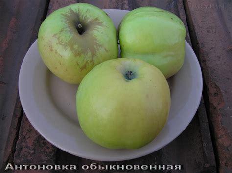 Подбор сортов яблони