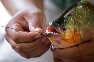 wimple piranha | fish | Britannica