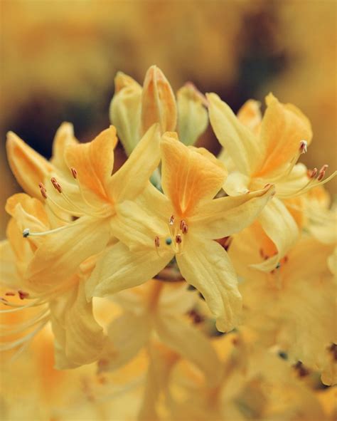 Rhododendron Yellow Spring - Free photo on Pixabay - Pixabay