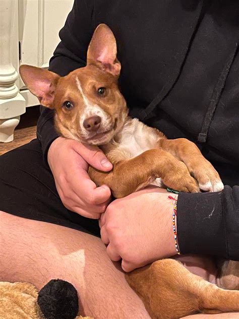 Hello. I just adopted this pitbull chihuahua mix. Crazy Ik. But I need a name for her she’s 4