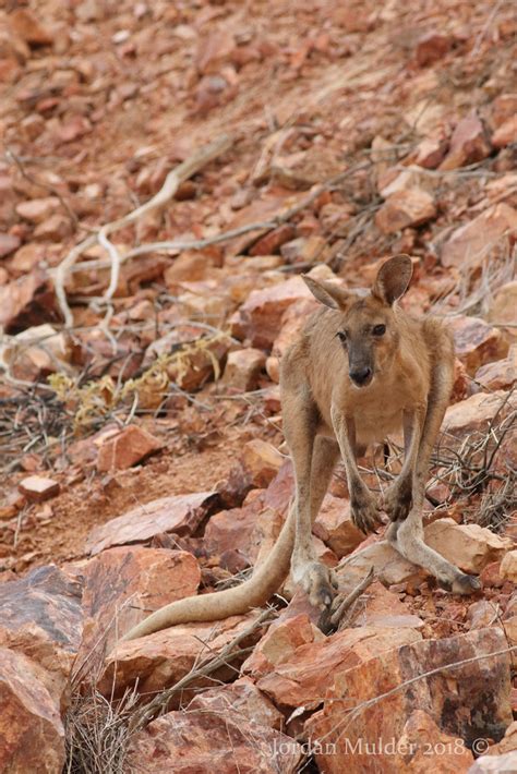 common wallaroo macropus robustus photographed  kunu flickr