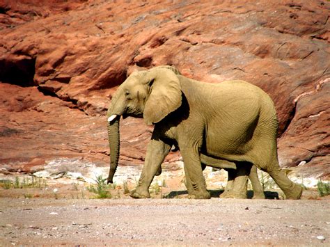elephants  rocky canyon  stock photo public domain pictures