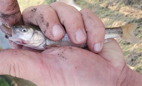 Creek Chubs Guide - How to Catch, Trap, & Keep Alive - Review Your Gear ...