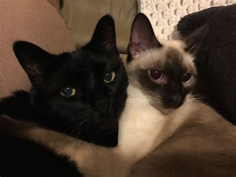 Pin de Lori Sexton em Chocolate Point & Seal Point Siamese | Bichinhos