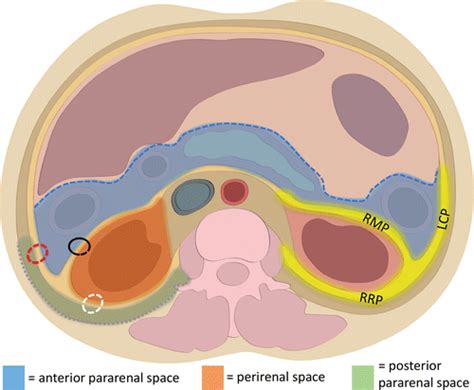 Normal Retroperitoneal Anatomy Medivisuals Medical Illustration | Images and Photos finder